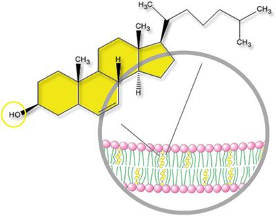 Cholesterol and oxysterols in retinal neuron-glia interactions: relevance for glaucoma